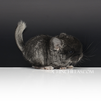 show quality silver mosaic chinchilla brevi brevicaudata type black velvet chinchilla kit